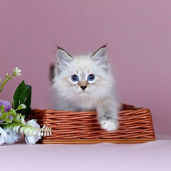 Siberian NOV Jackson