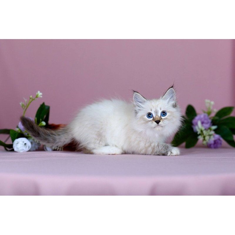 Siberian NOV Jackson