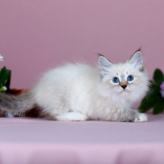 Siberian NOV Jackson