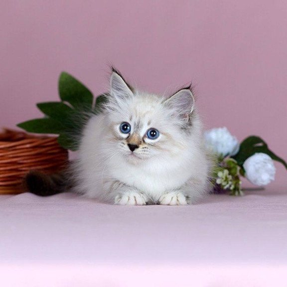 Siberian NOV Jackson