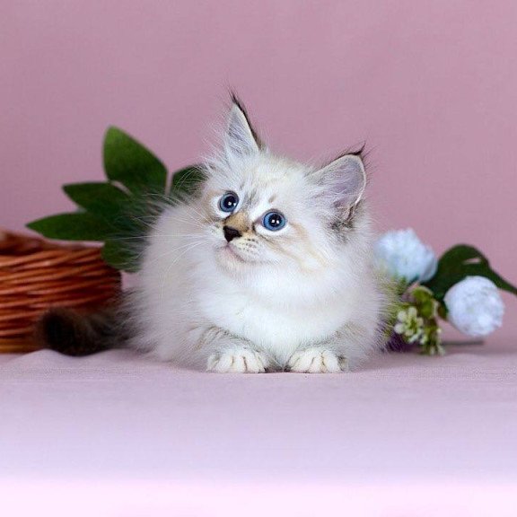 Siberian NOV Jackson