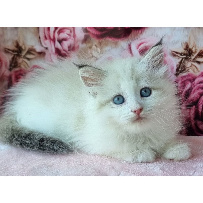 Siberian NOV Ariya