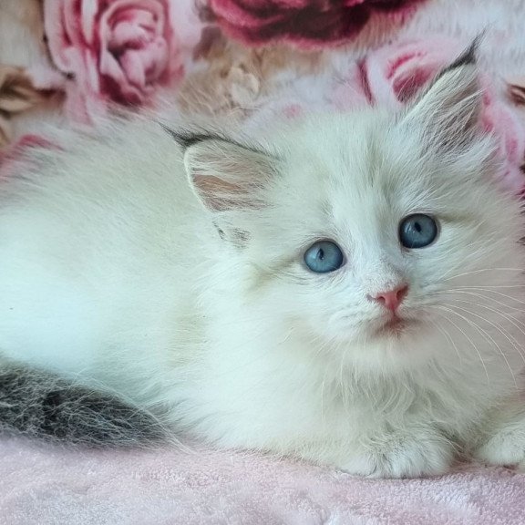 Siberian NOV Ariya