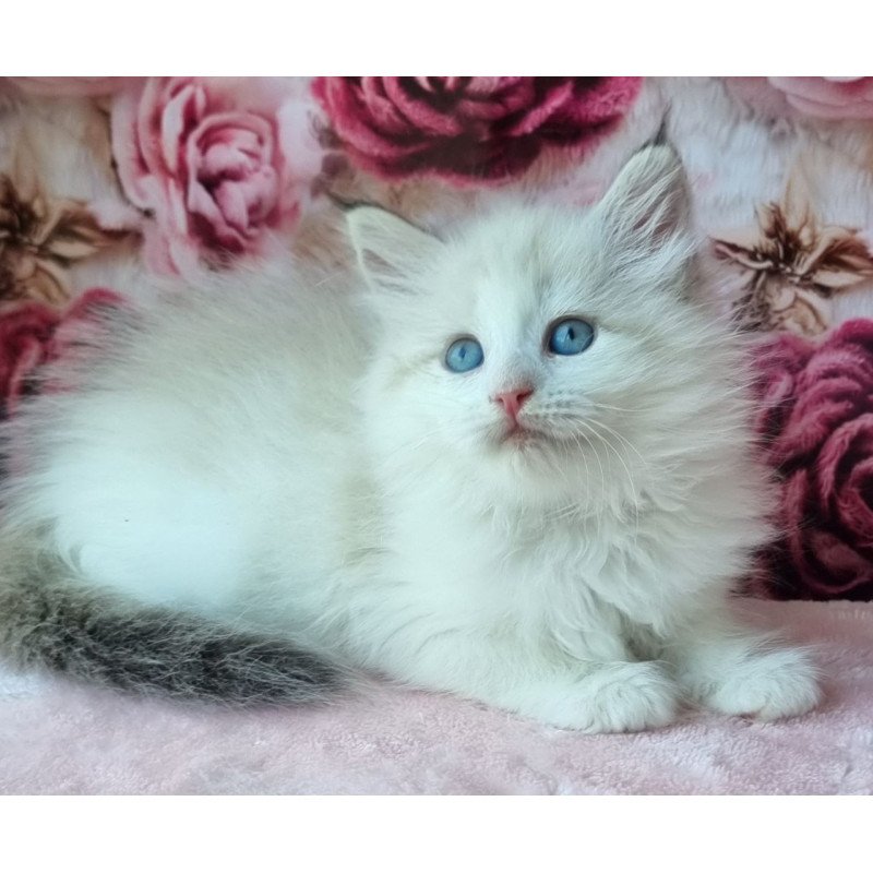 Siberian NOV Ariya