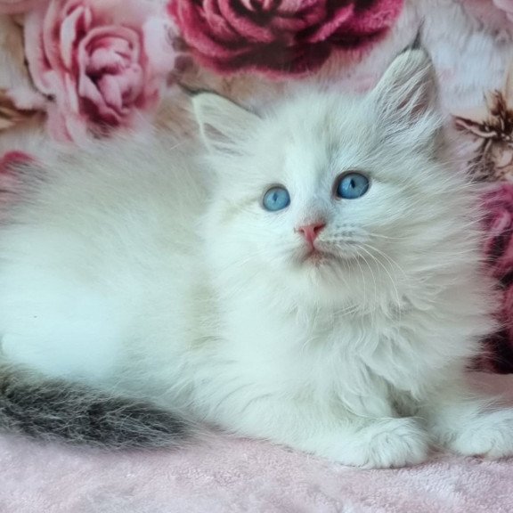 Siberian NOV Ariya