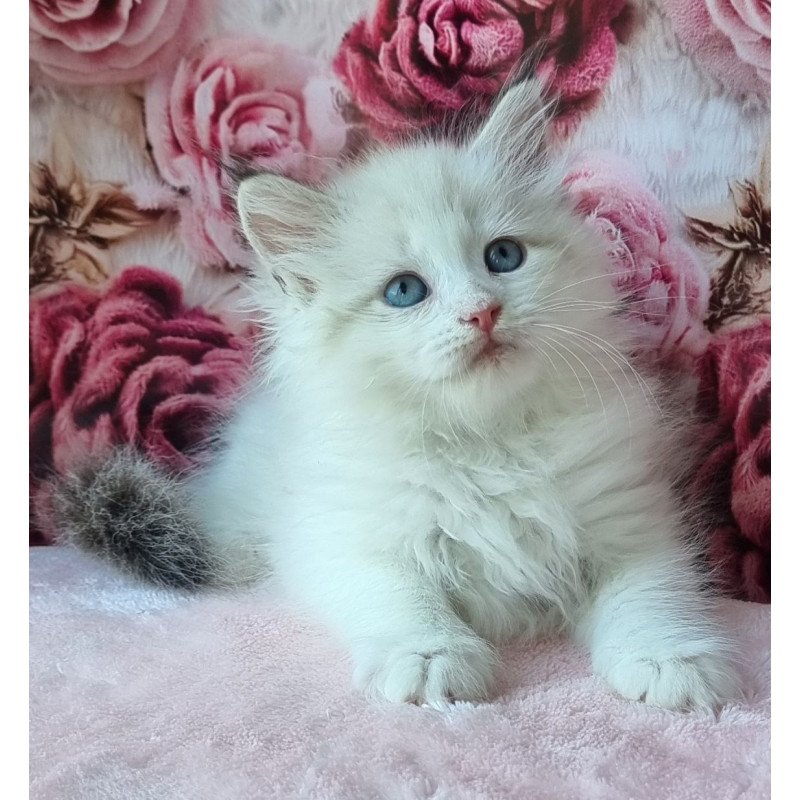 Siberian NOV Ariya