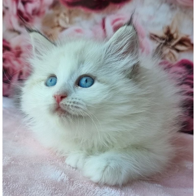 Siberian NOV Ariya