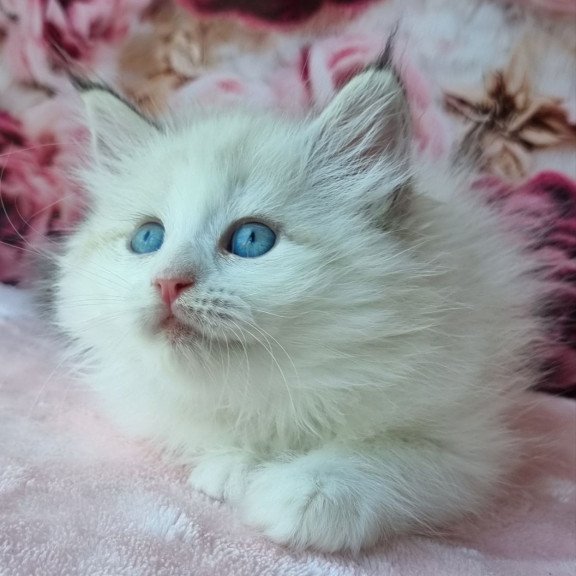 Siberian NOV Ariya