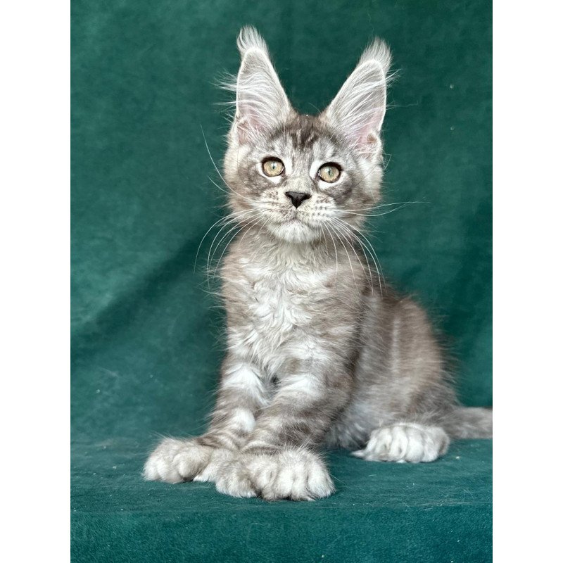 Maine Coon NOV Iney Polydactyl