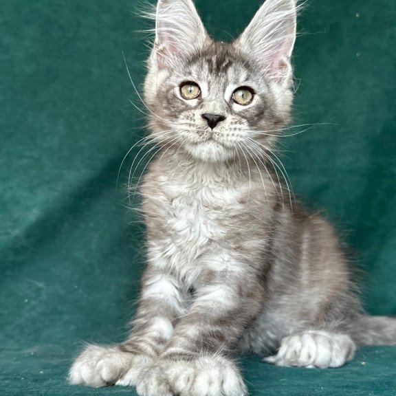 Maine Coon NOV Iney Polydactyl