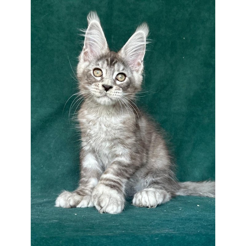 Maine Coon NOV Iney Polydactyl