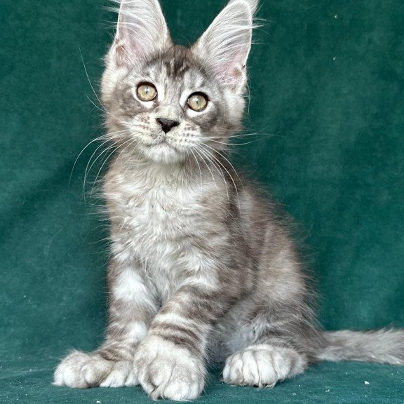 Maine Coon NOV Iney Polydactyl