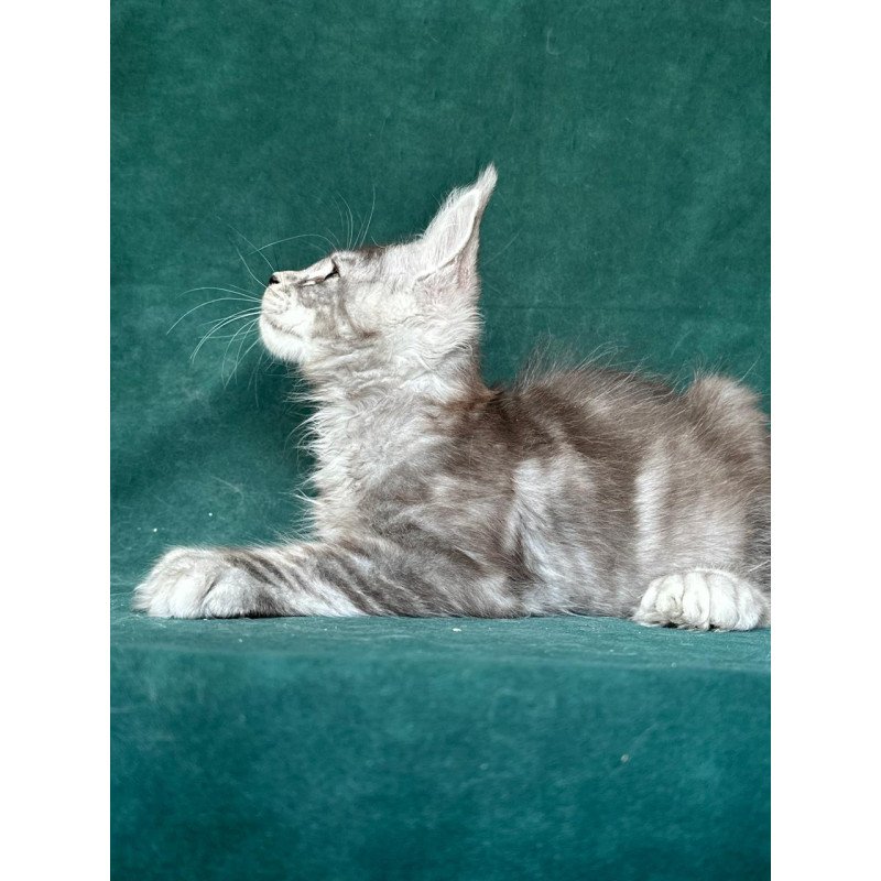 Maine Coon NOV Iney Polydactyl