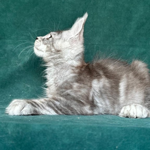 Maine Coon NOV Iney Polydactyl