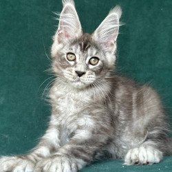 Maine Coon NOV Iney Polydactyl