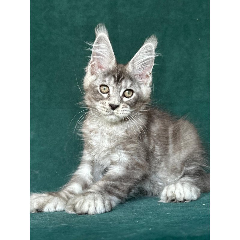 Maine Coon NOV Iney Polydactyl