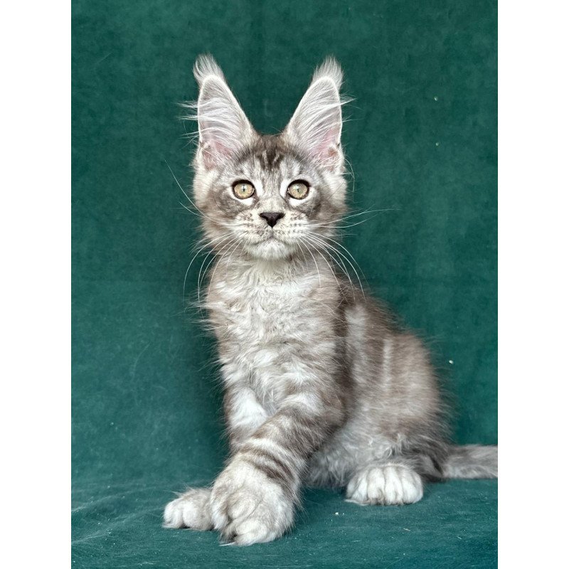 Maine Coon NOV Iney Polydactyl