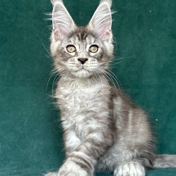 Maine Coon NOV Iney Polydactyl