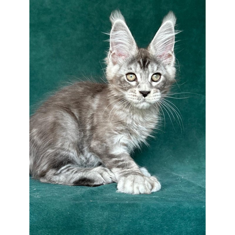 Maine Coon NOV Iney Polydactyl