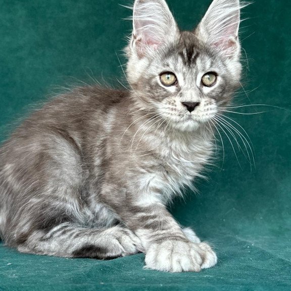 Maine Coon NOV Iney Polydactyl
