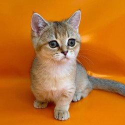 Munchkin NY Front