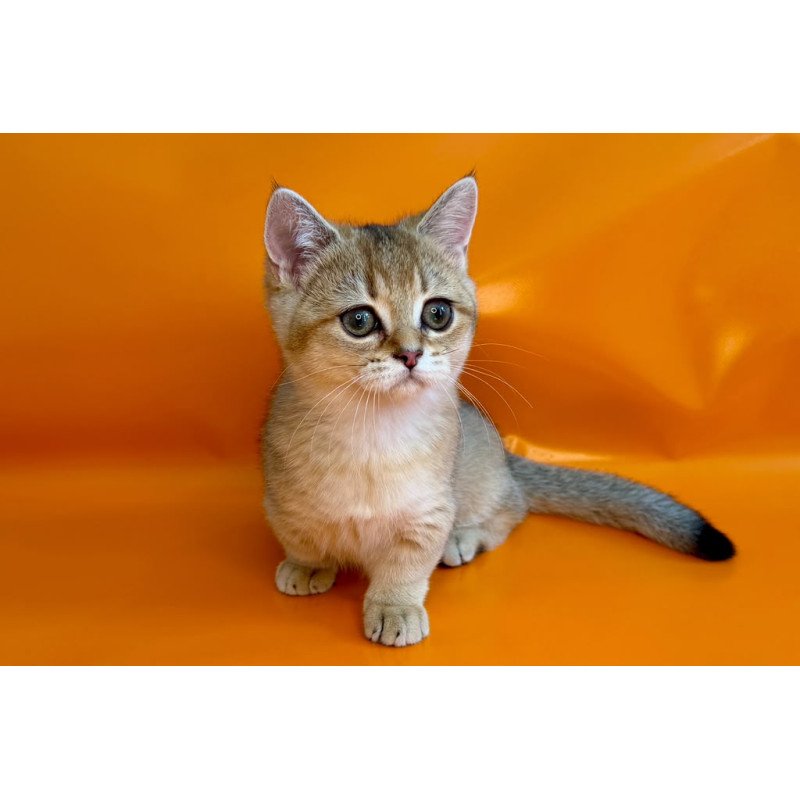 Munchkin NY Front