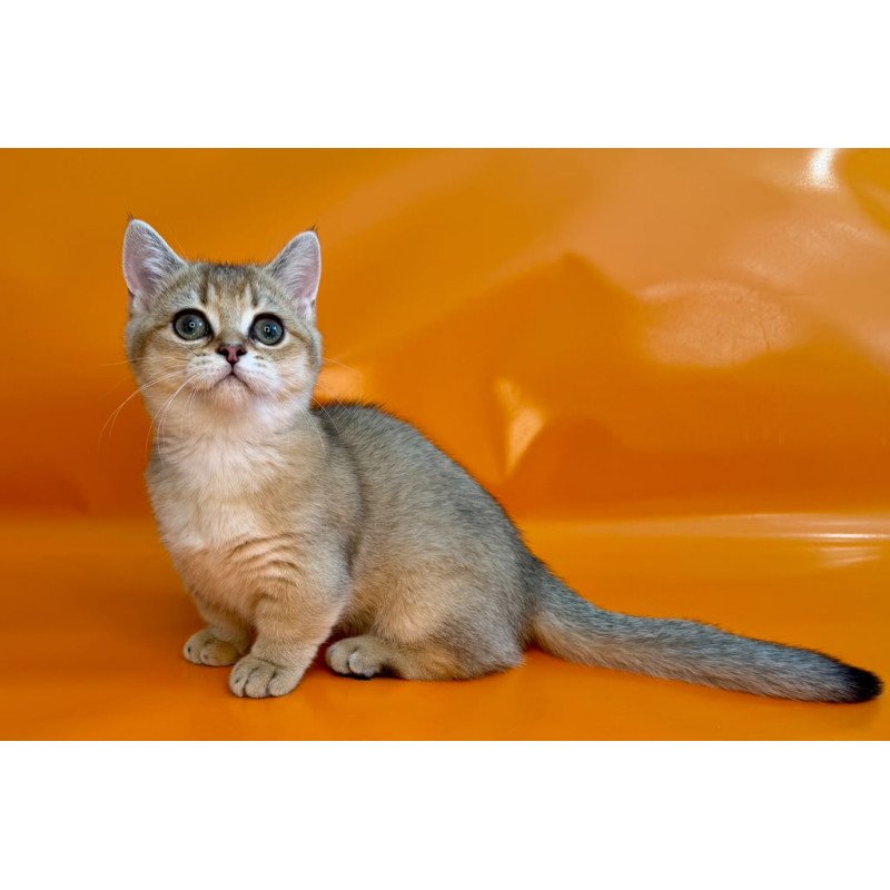 Munchkin NY Front