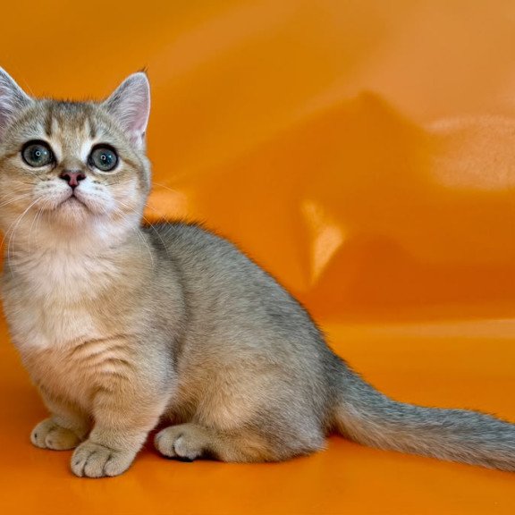 Munchkin NY Front