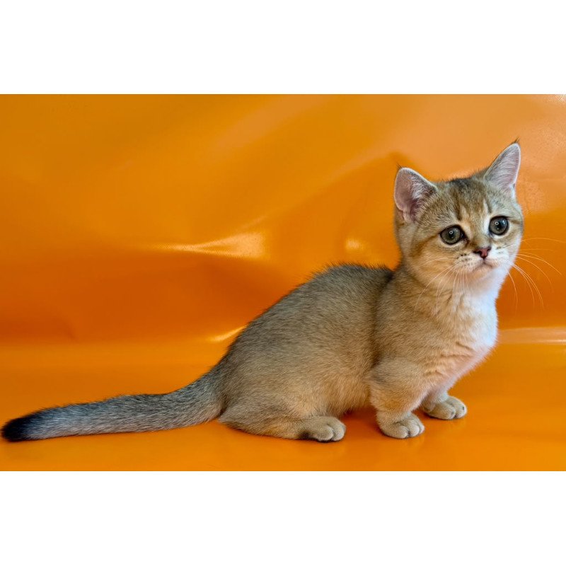 Munchkin NY Front