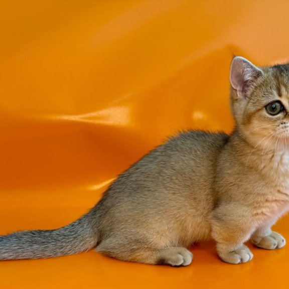 Munchkin NY Front