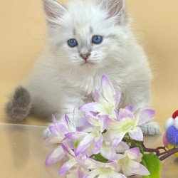Siberian Yuki