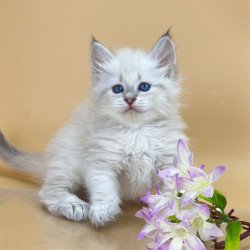 Siberian Yuki