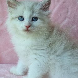 Siberian Ariya