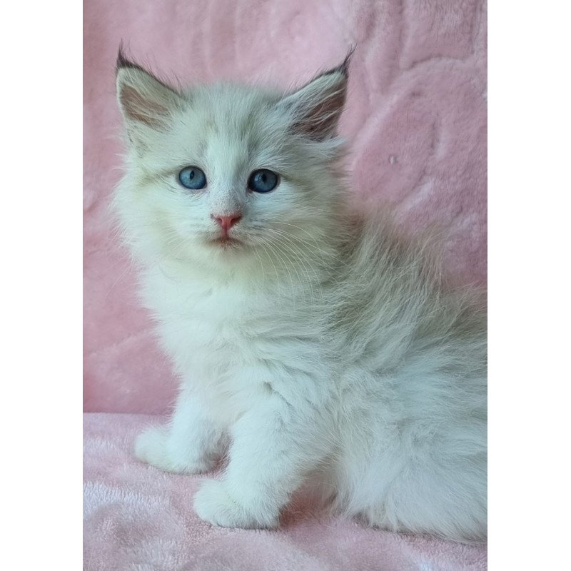 Siberian Ariya