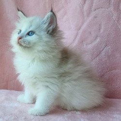 Siberian Ariya