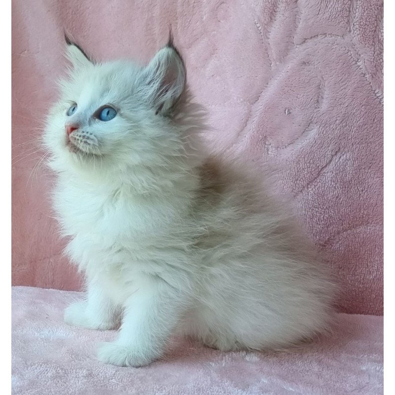 Siberian Ariya