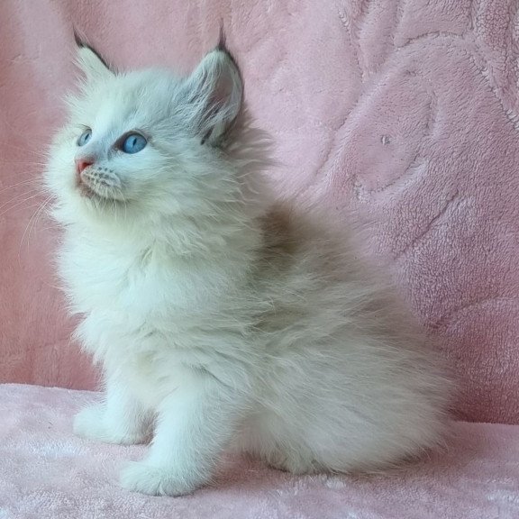 Siberian Ariya