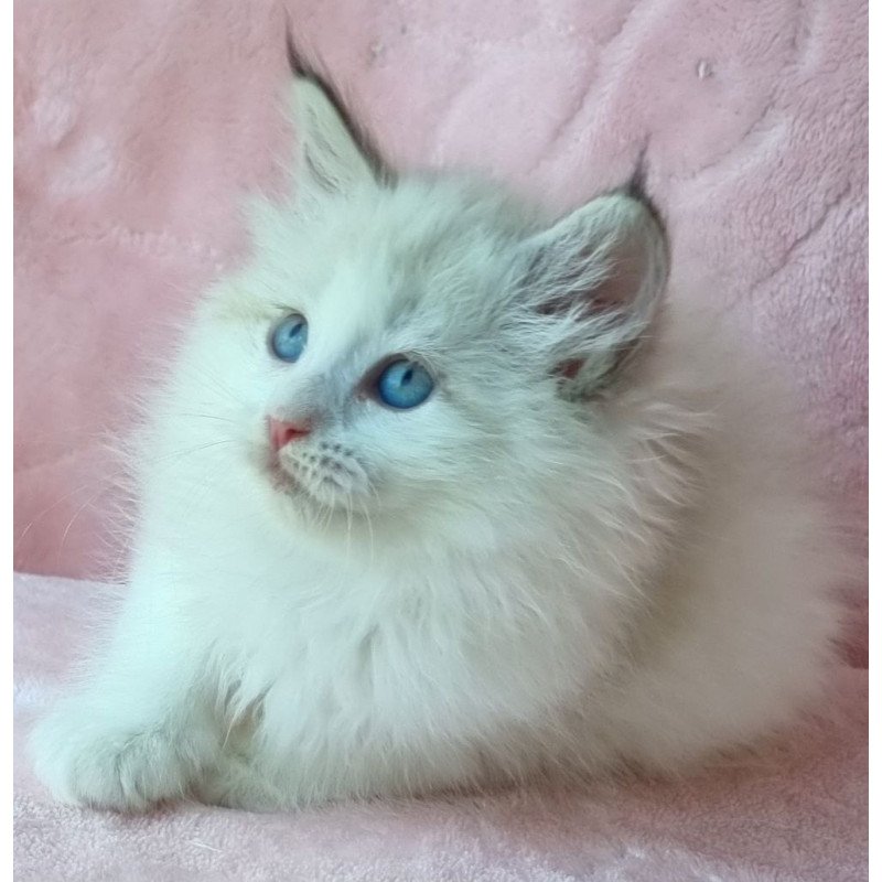 Siberian Ariya