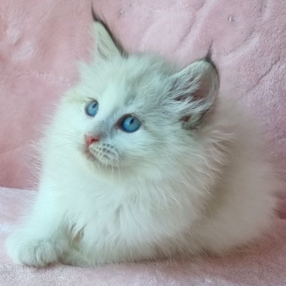 Siberian Ariya