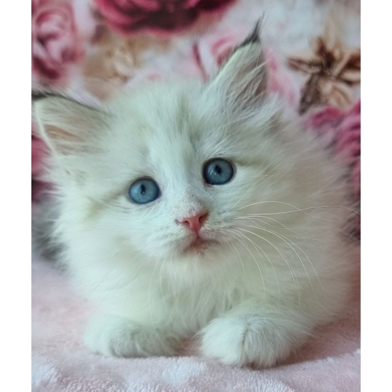 Siberian Ariya