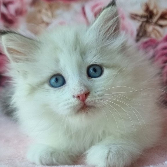 Siberian Ariya