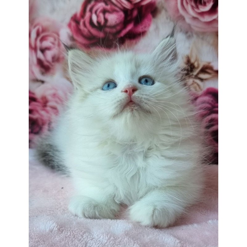 Siberian Ariya