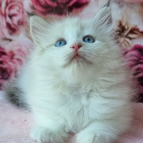 Siberian Ariya