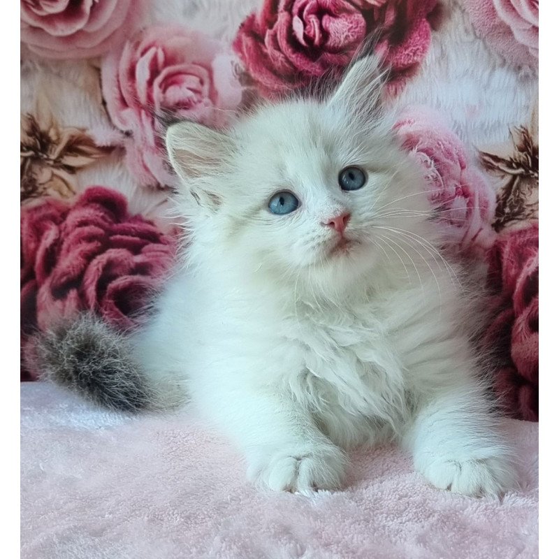 Siberian Ariya