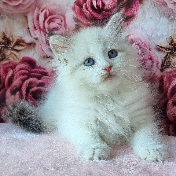 Siberian Ariya