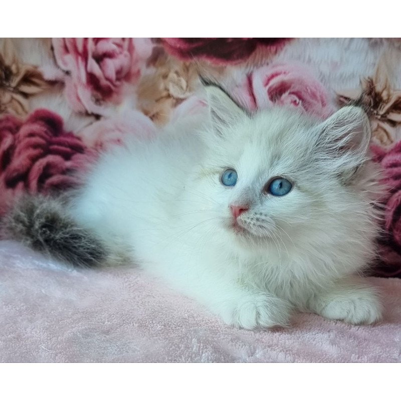 Siberian Ariya