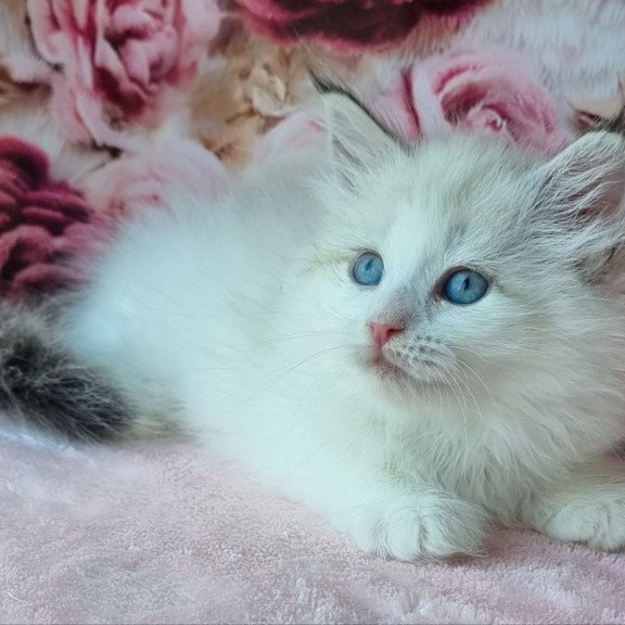Siberian Ariya