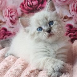 Siberian Askold