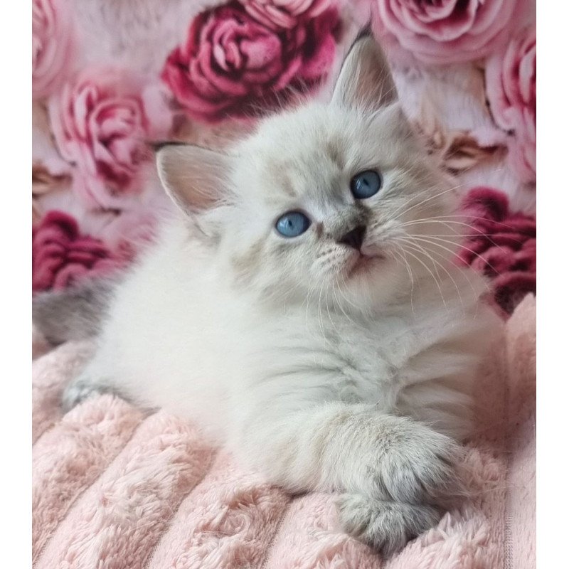 Siberian Askold