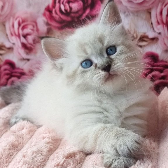 Siberian Askold